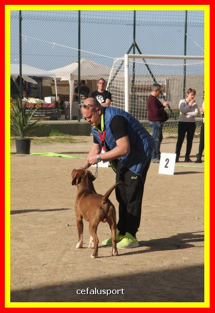 180311 mostra_canina 110.jpg